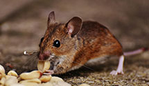 24 Hour & Emergency Exterminators in Sherrills Ford, NC